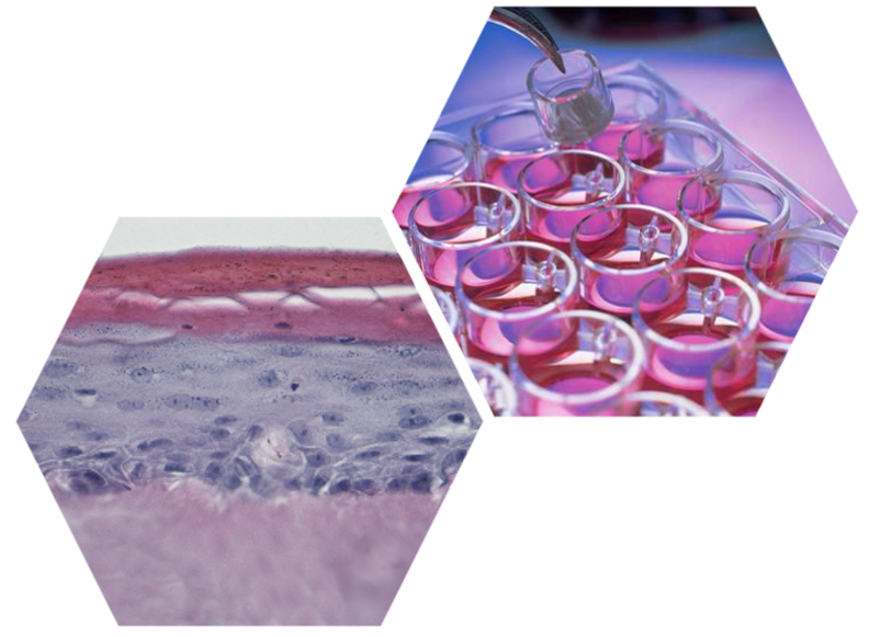 Atoxigen Our Services Regular Toxicity (Toxicology & Genotoxicity)